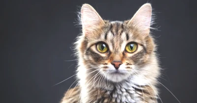 Kediler Kanser Tedavisinde Umut Vaadediyor! Genetik Şifrenin Anahtarı Onlar Olabilir!